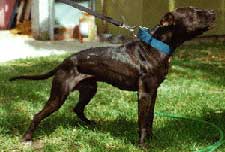 Garner's Ch. Chinaman (ROM)